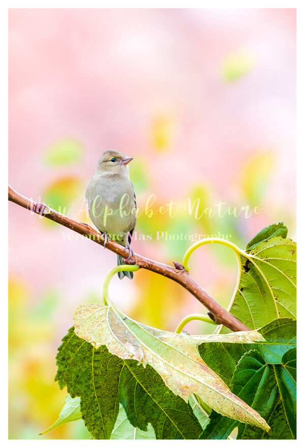 Cœur oiseau