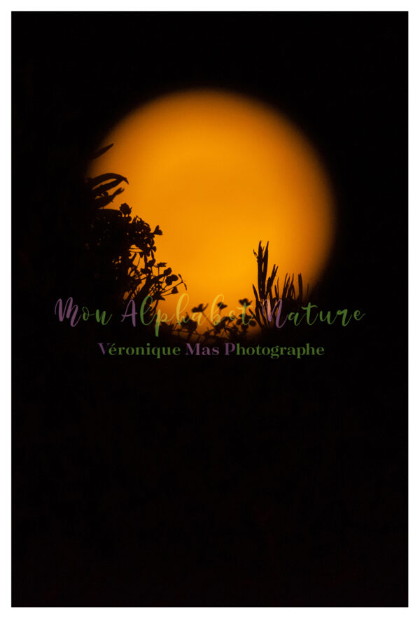 Pleine lune nature