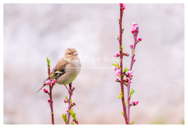 Pinson de printemps