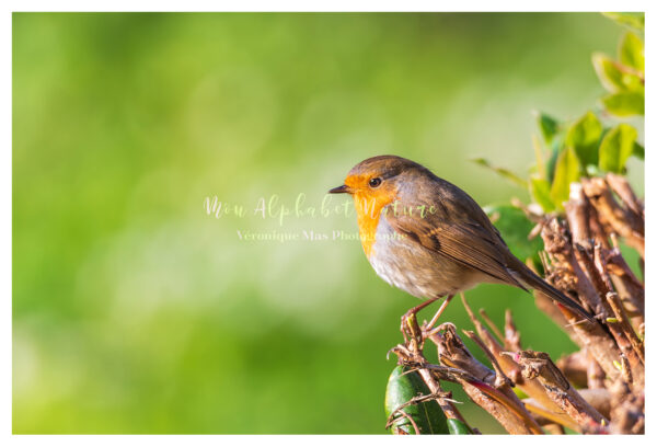 Robin des branches