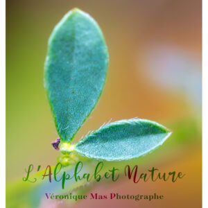 "L" auvergnat