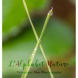 "X" Auvergnat